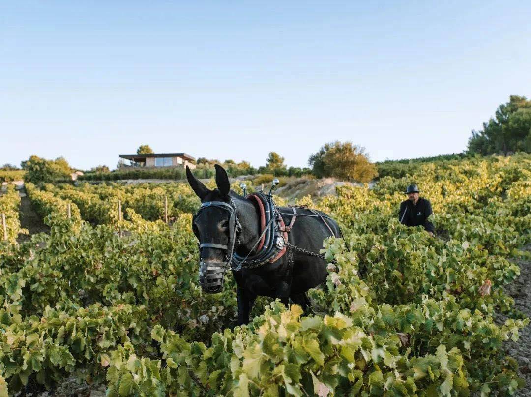 酒庄|高端葡萄酒“新风口”将至,吉哈伯通“果日”展示有机美酒的澎湃“动力”