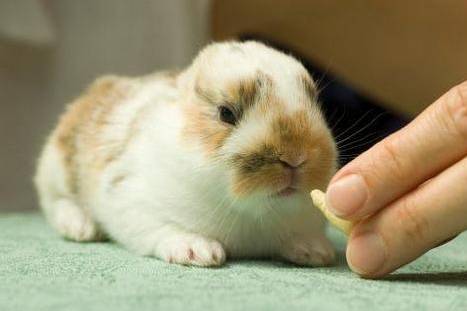 养兔经验:灰栗兔口炎会自愈吗_兔子