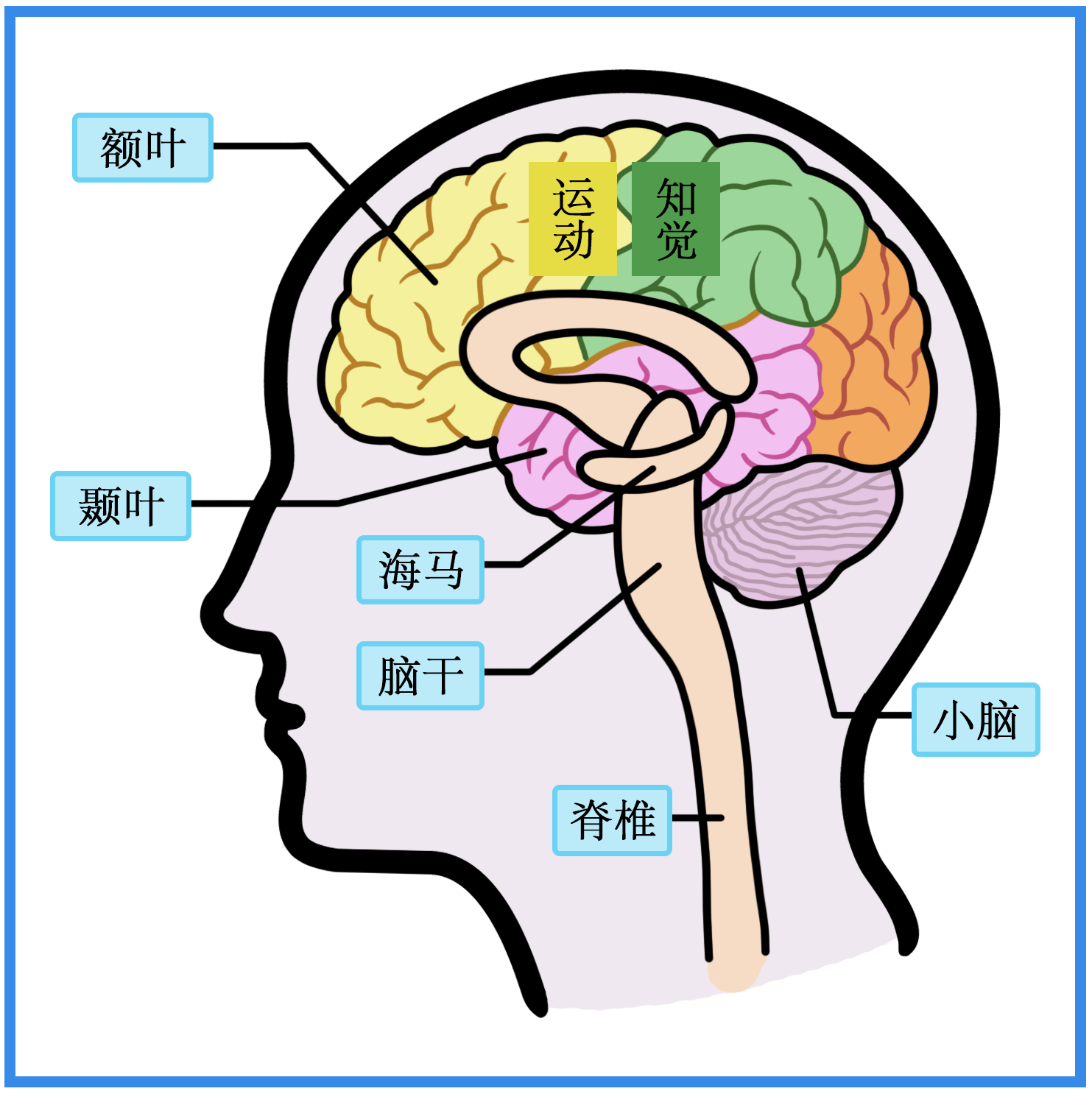 大脑的五个功能区域图图片