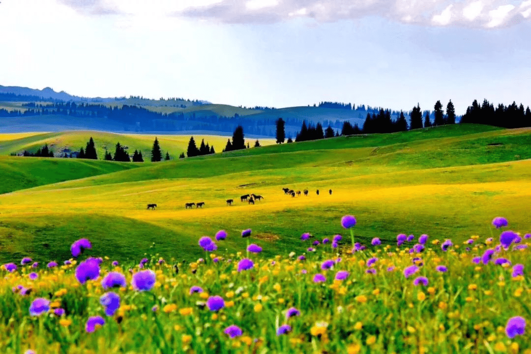 走进彩色草原,走进最美的大自然!