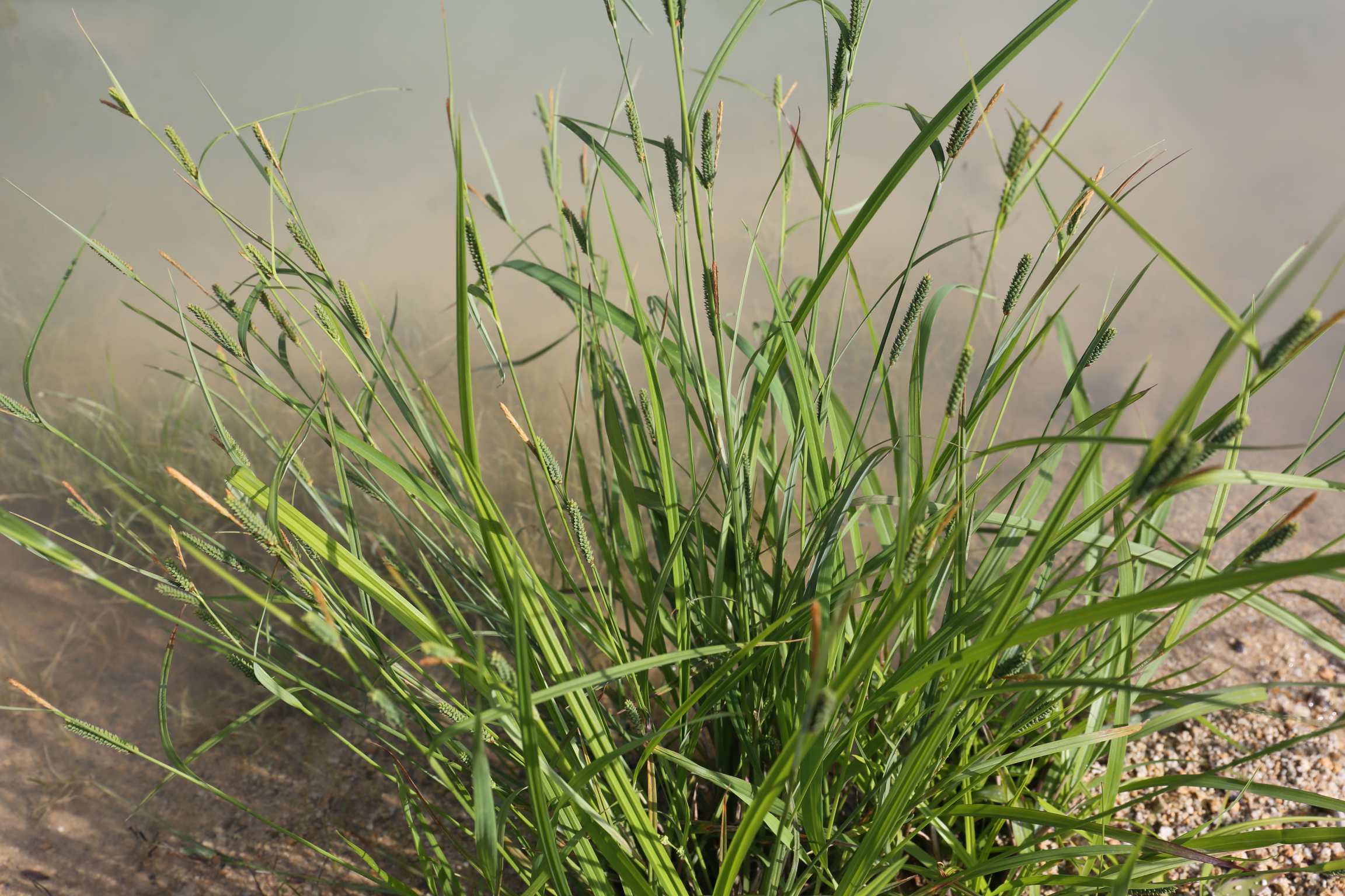 庆元植物1438-莎草科-薹草属-斑点果薹草