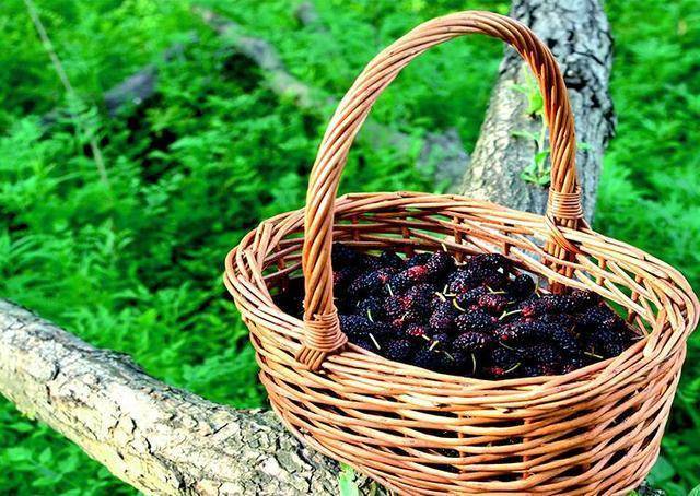 作用|经常喝点“桑葚酒”，身体好处多，女性如何喝更健康？