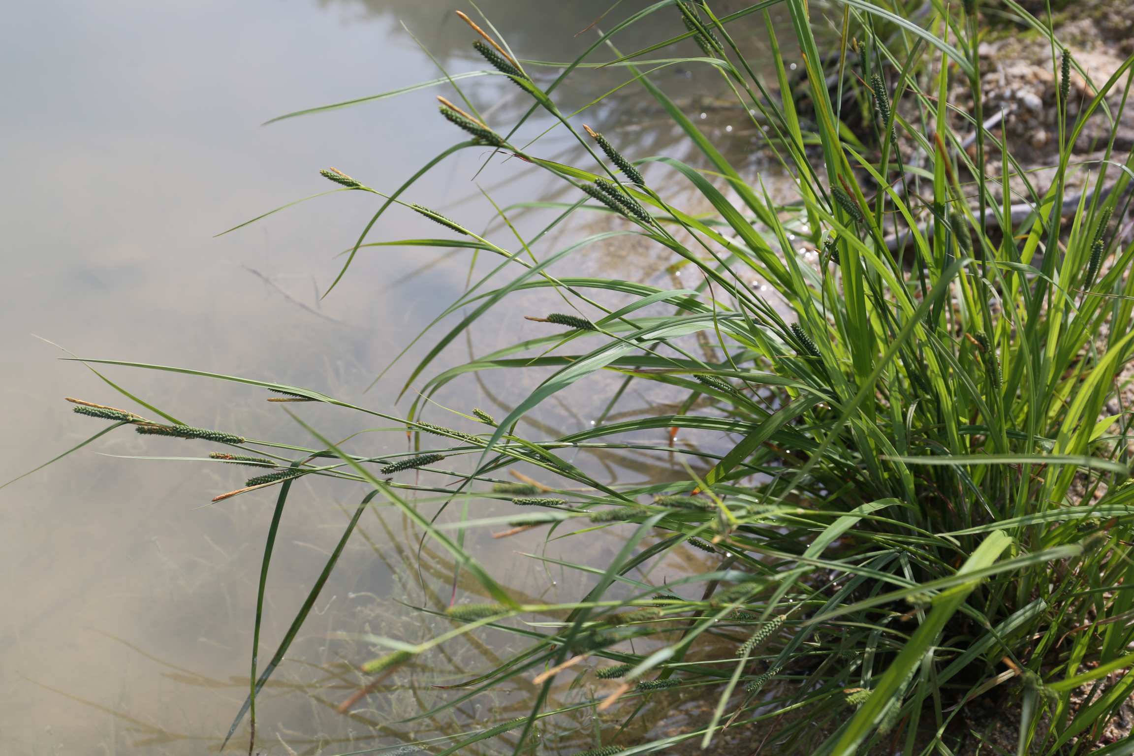 庆元植物1438-莎草科-薹草属-斑点果薹草