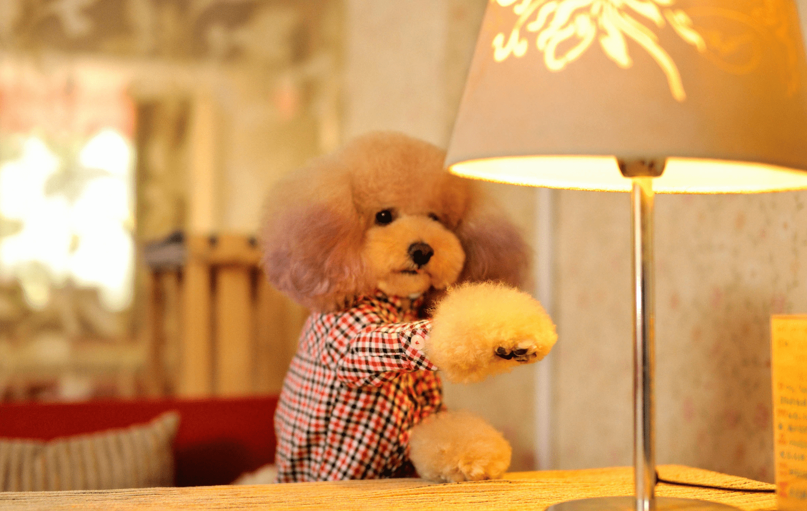 怎么看小狗狗聪不聪明呢 ef9c613bc4964da38ac6a573705fb7c3.png