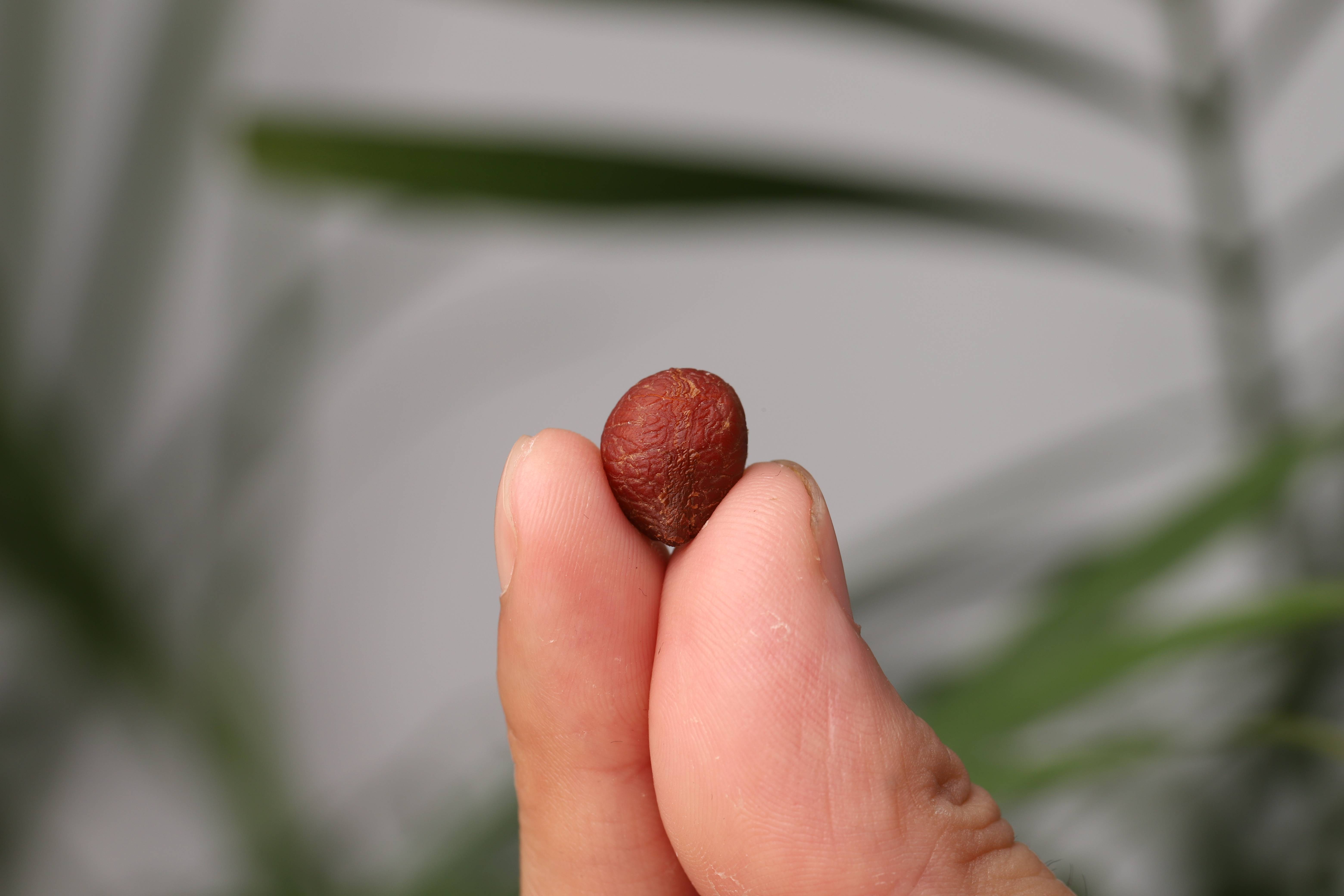 马达加斯金椰皇是如何传播到中国的?_椰子