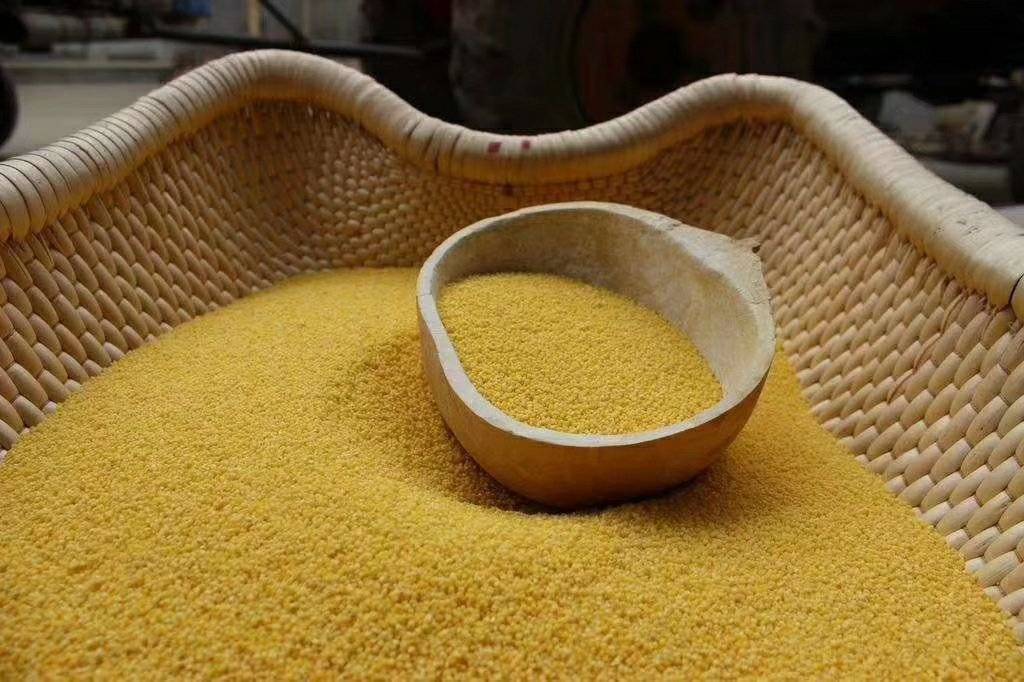 初秋丰收时节谷子