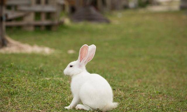 兔子的视力好不好 cd4f65b66ddf4821abc6d7feb20271d0.jpeg