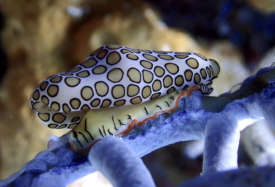 火烈鸟蜗牛揭开火烈鸟舌蜗牛的神秘面纱