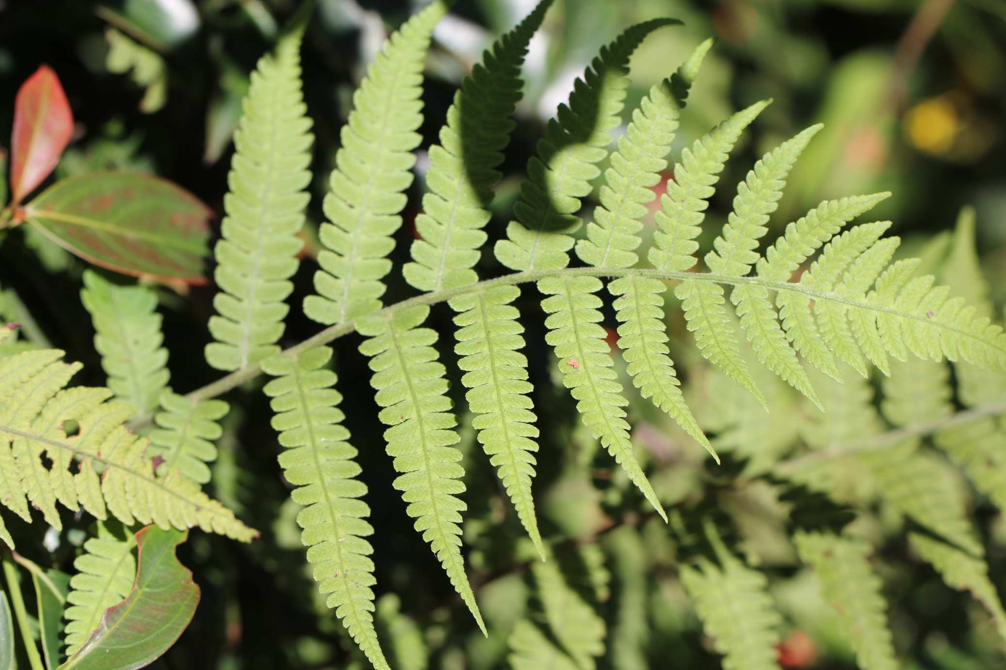 庆元植物1441-蹄盖蕨科-对囊蕨属-毛叶对囊蕨(原毛轴假蹄盖蕨)