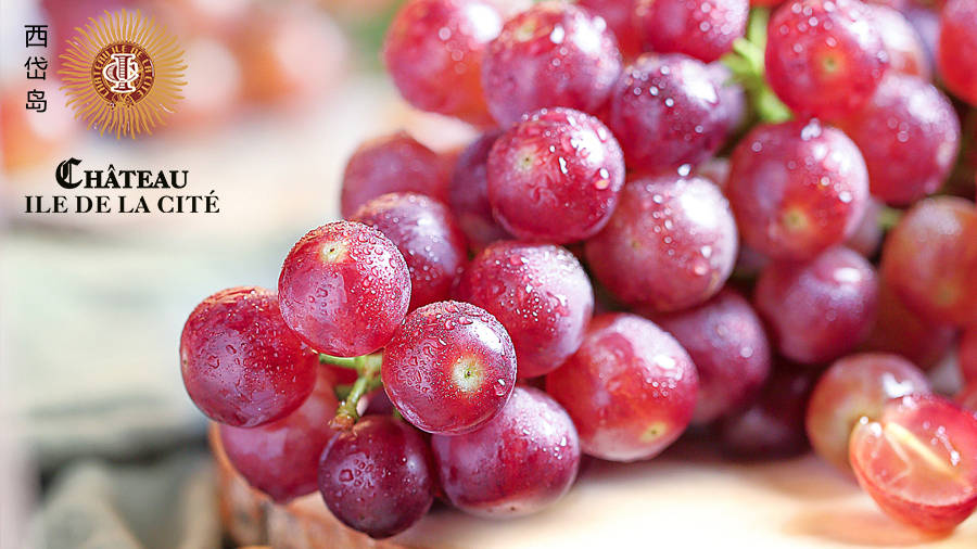 入口|西岱岛葡萄酒甜度