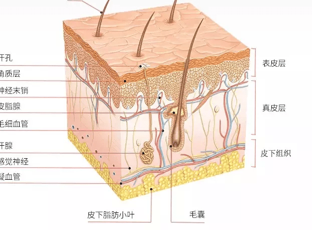 能力错误的护肤只会加重皮肤衰老