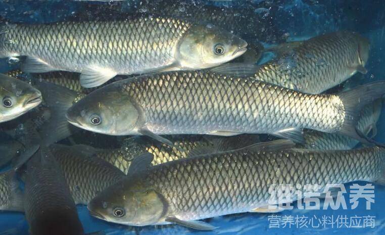 花鲢鱼怎样养殖 花鲢鱼的最佳饲料养殖方法 维诺