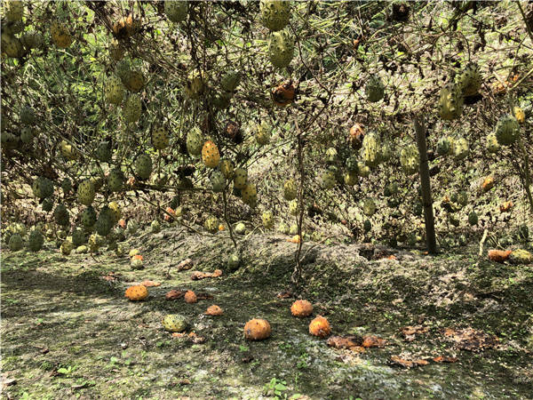 2018年,他流转整合村里50多亩闲置土地,种植火参果.