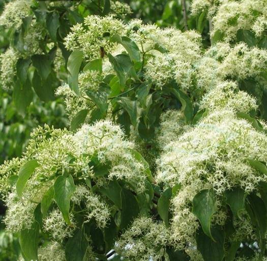 植物提取生物柴油——光皮树