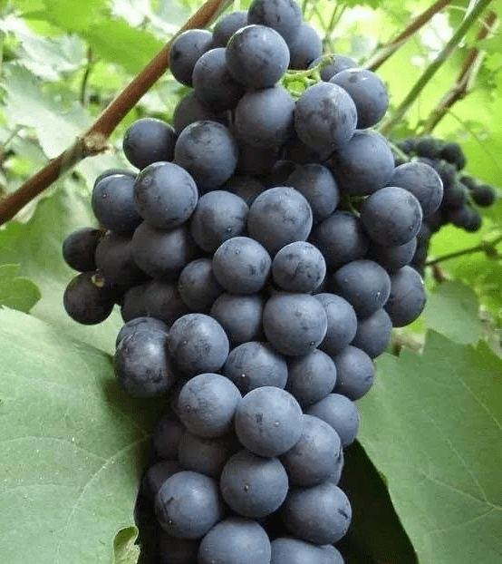 植物|酿酒葡萄--植物非试管高效快繁在新疆发展前景广阔