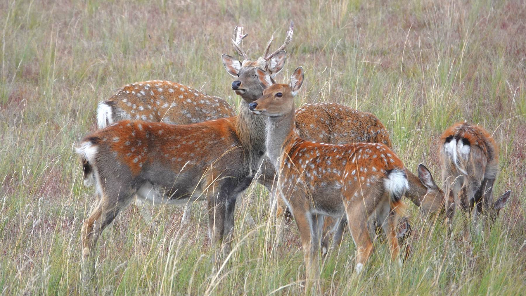 继续前行就会看到梅花鹿群在悠闲地觅食.时而低头而行,时而左顾右盼.