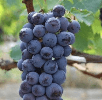 植物|酿酒葡萄--植物非试管高效快繁在新疆发展前景广阔