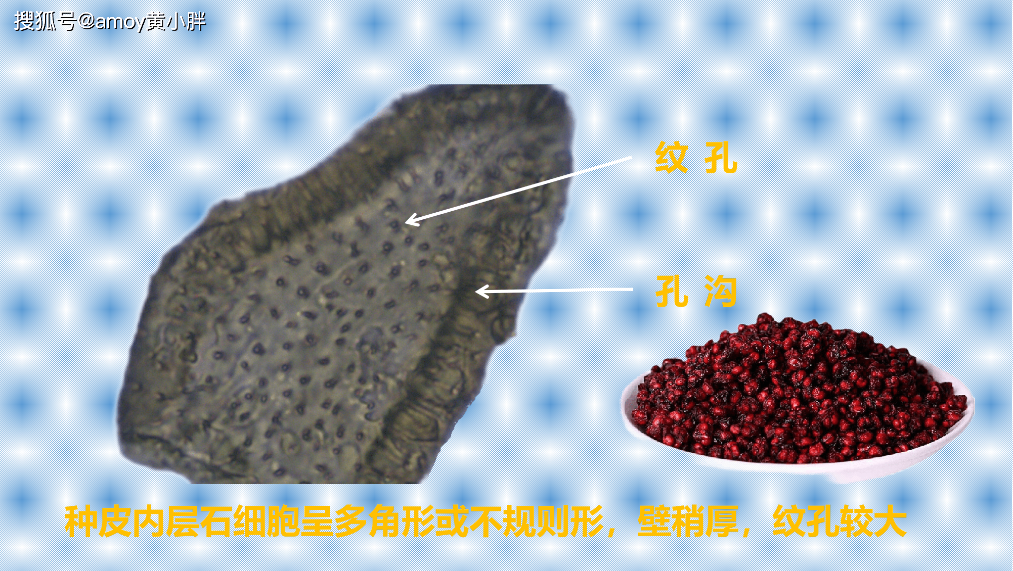 五味子 石细胞黄芩 石细胞肉桂 石细胞槟榔 石细胞黄柏 石细胞厚朴 石