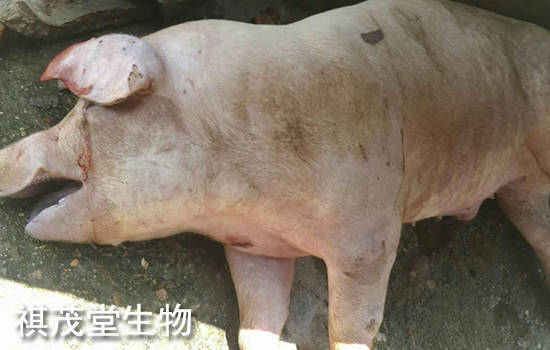 气喘病|猪气喘病,猪喘气病,猪支原体肺炎的症状原因？治疗猪气喘病猪支原体肺炎的药