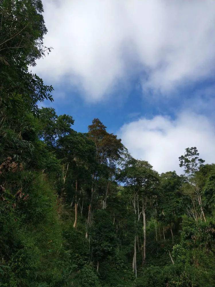 普洱茶山行基诺山一一人间仙境