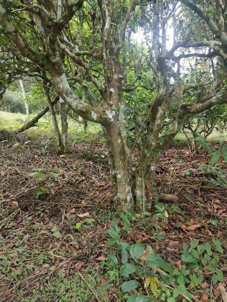 茶园|【普洱茶山行】云南西双版纳南糯山古茶山寻茶记一一拔玛寨