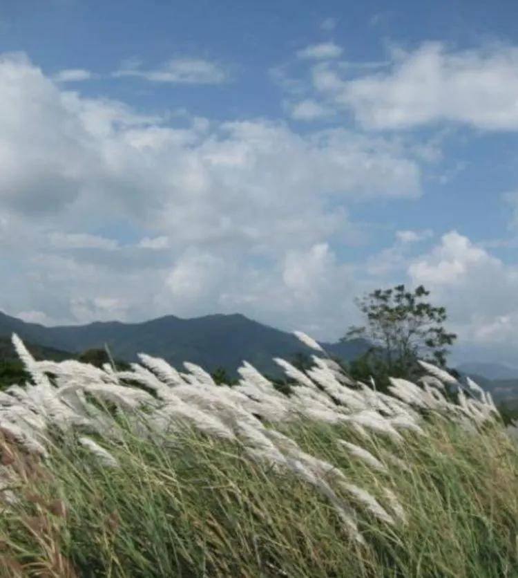 茶园|【普洱茶山行】云南西双版纳南糯山古茶山寻茶记一一拔玛寨