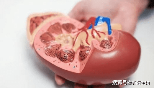 治疗|拯救肾病患者 - 干细胞移植有望代替透析、换肾