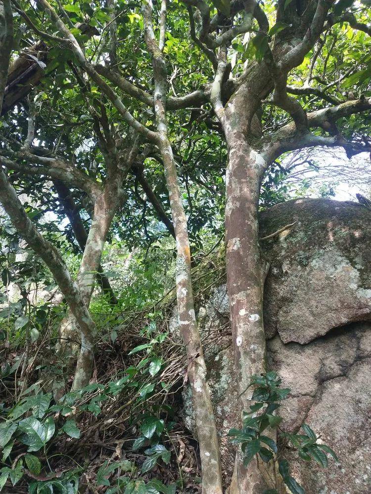 茶园|【普洱茶山行】云南西双版纳南糯山古茶山寻茶记一一拔玛寨