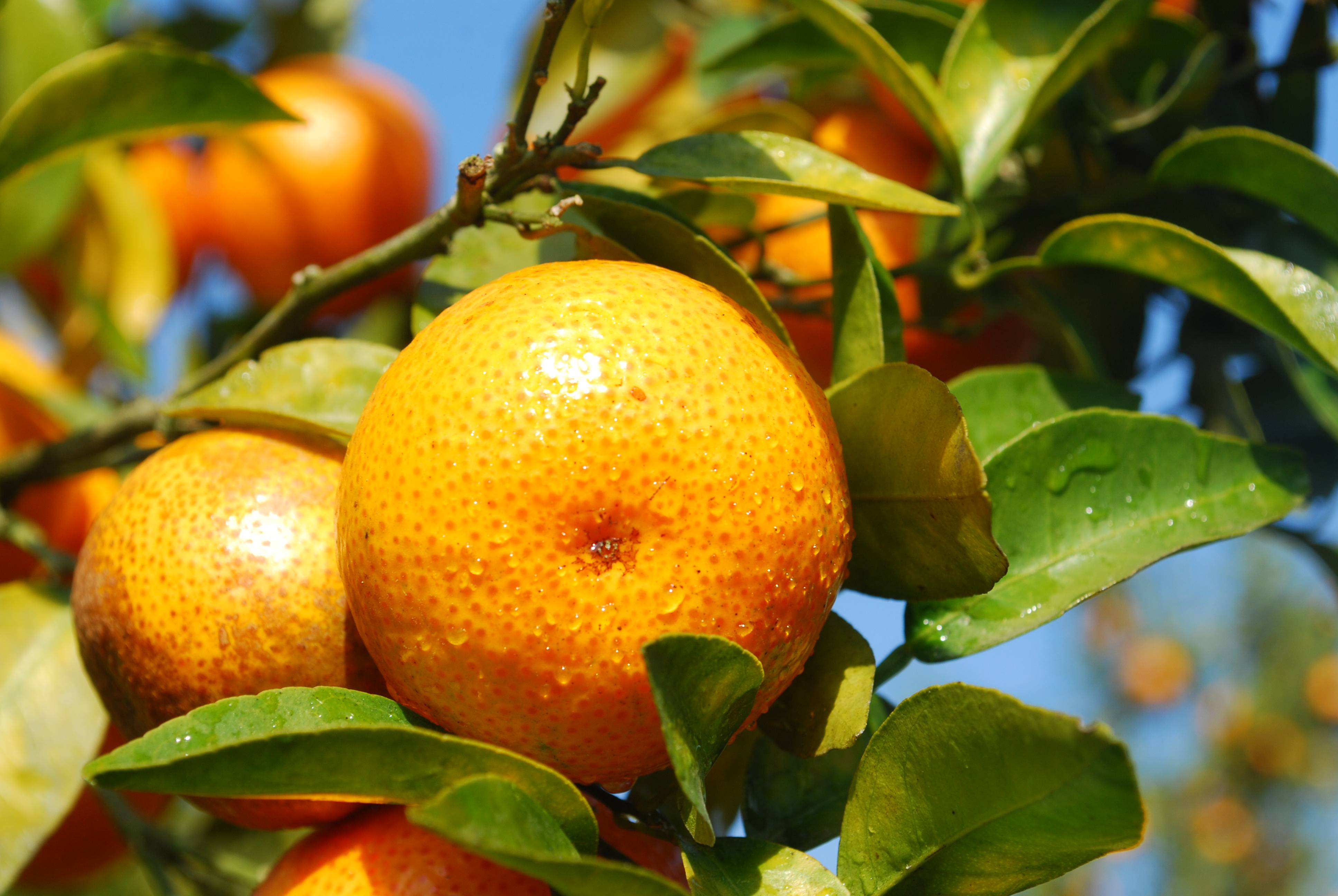 橘树的样子图片
