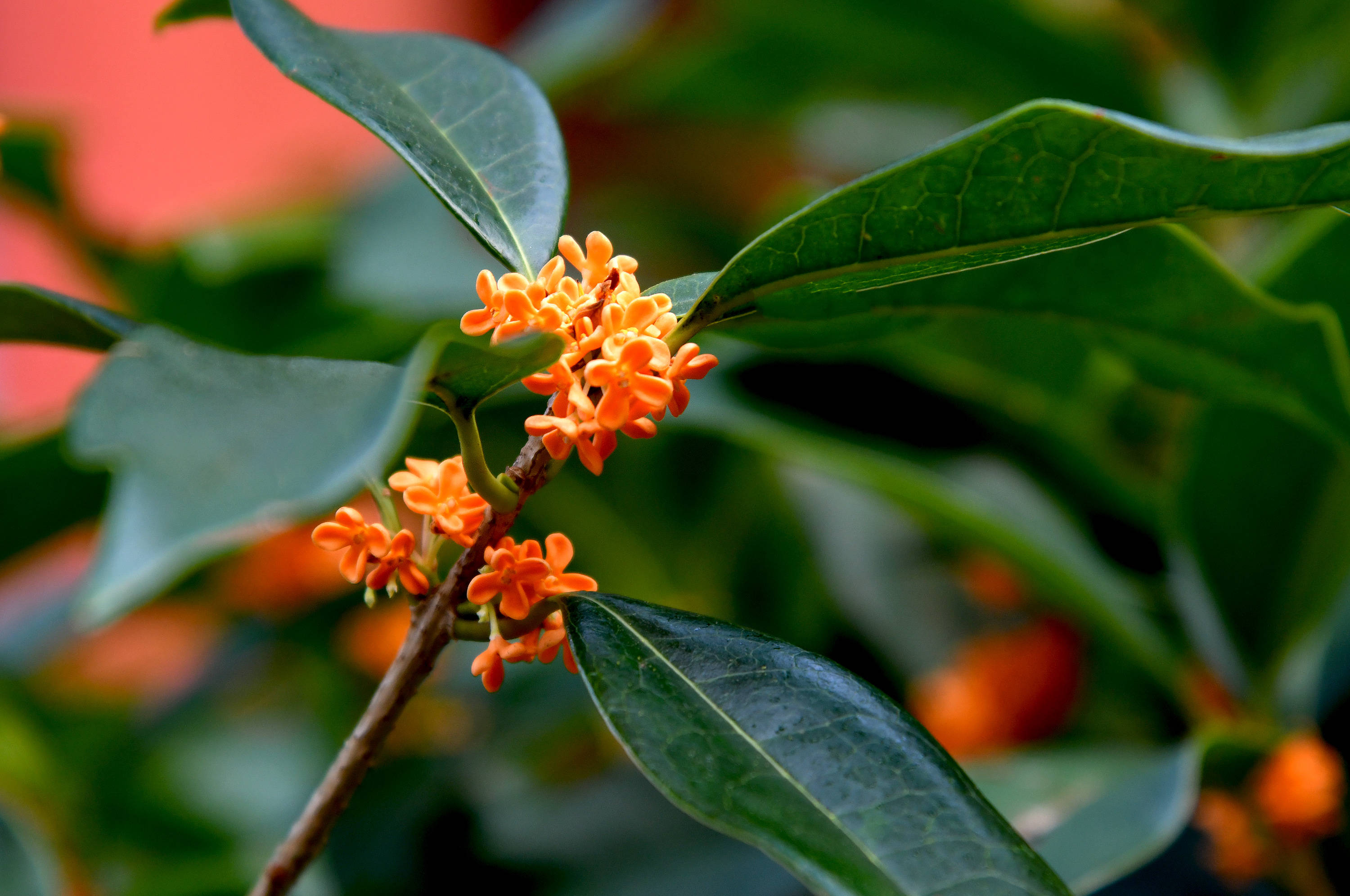 金秋时节赏桂花二丹桂留芳