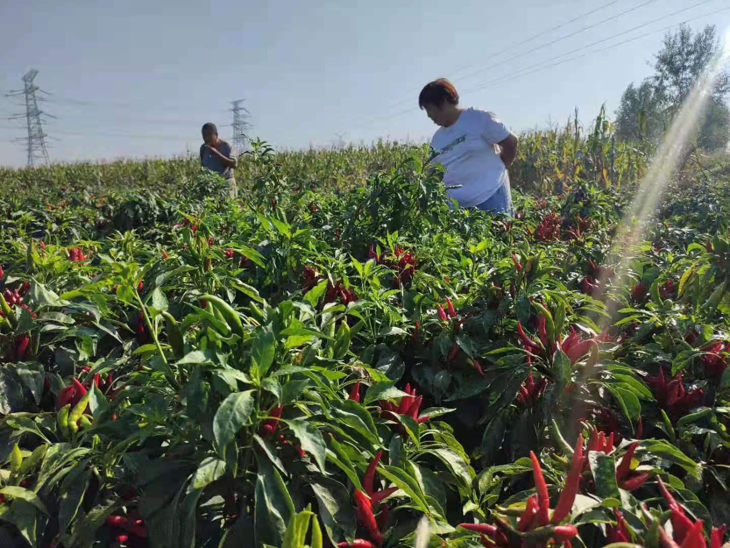 邢台市新河县寻寨镇:发展辣椒种植,带领村民持续增收
