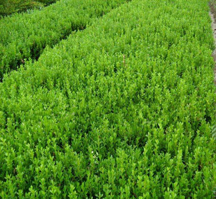 珍贵的速生绿化树种——大叶黄杨的植物非试管高效快繁技术