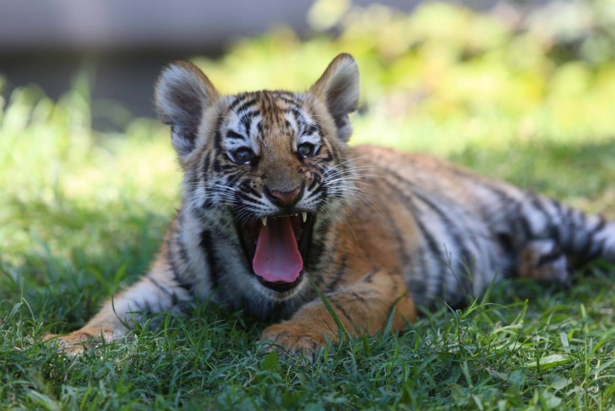 墨西哥动物园4只孟加拉虎幼崽亮相 萌萌哒超可爱