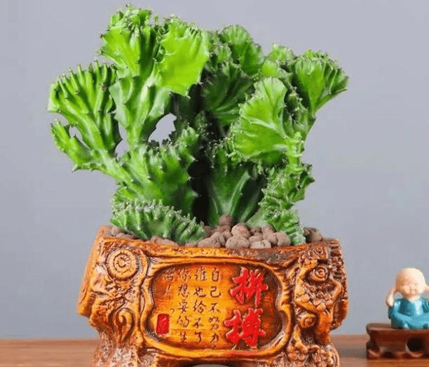 什么人不能养麒麟掌 1bf39d13e2114d2a8bb227f74e716120.png