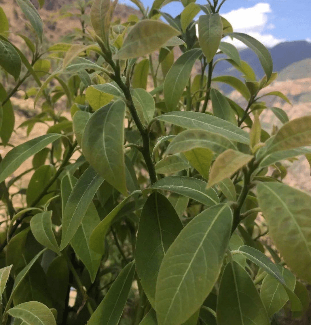 值得大規模人工栽培的山野樟科多功能植物非試管高效快繁技術-老鷹茶