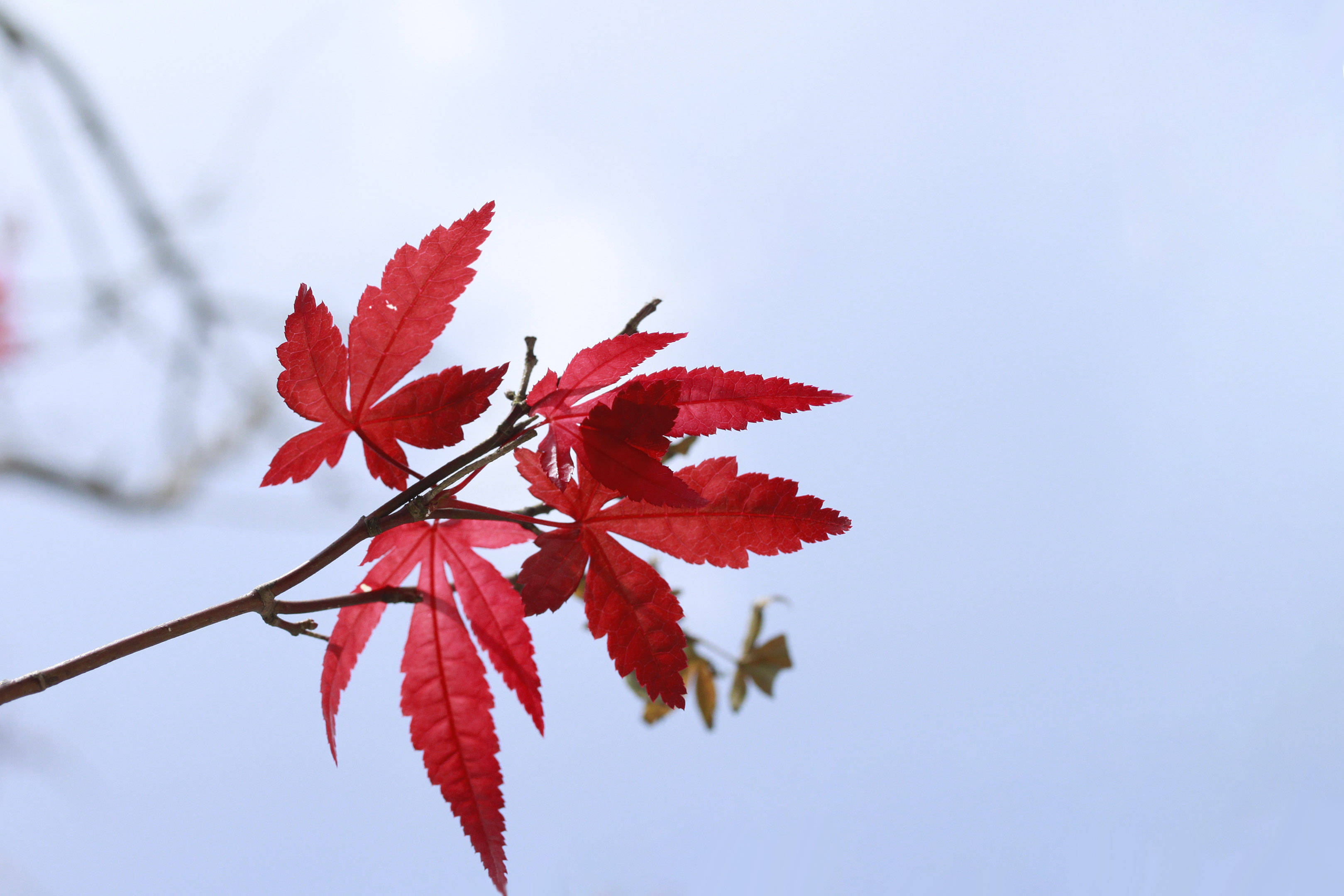 红叶黄花秋意晚