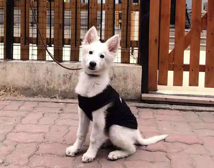 瑞士如何训练瑞士牧羊犬学会定点大小便？深圳训狗学校定制培训班课程
