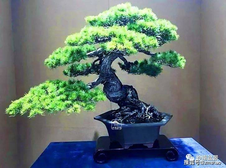 精彩盆景欣赏