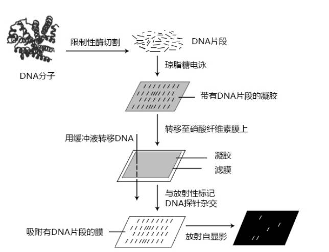 southern印迹杂交(southern blot)是1975年由英国人southern创建,是