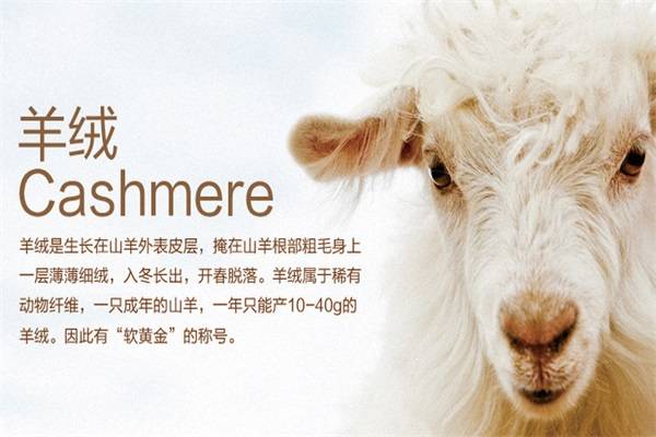 东方 东方雪妮：冬季的高级感，是羊绒给的