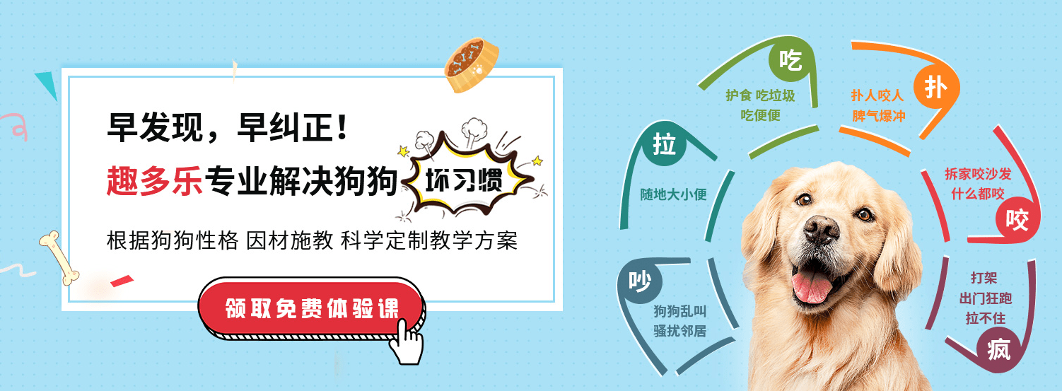 宠物柯基乱大小便怎么办？深圳趣多乐宠物通过狗狗训练案例讲述