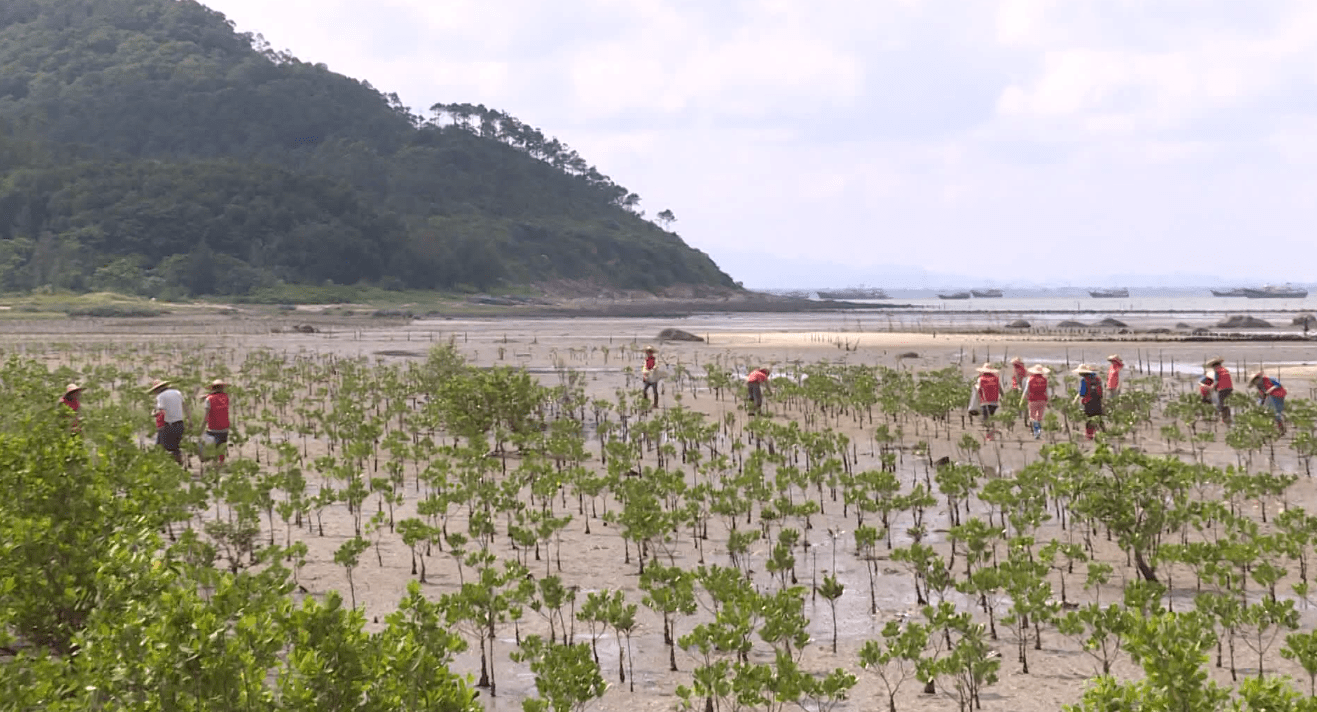 海陵岛红树林国家湿地公园被评为2020年广东省生态修复十大样板工程