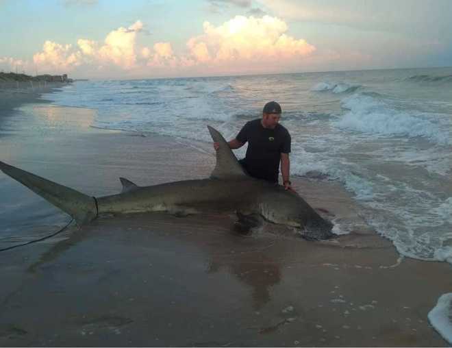 惊呆！北卡罗来纳州一男子意外钓到一条4 米长的锤头鲨_手机搜狐网