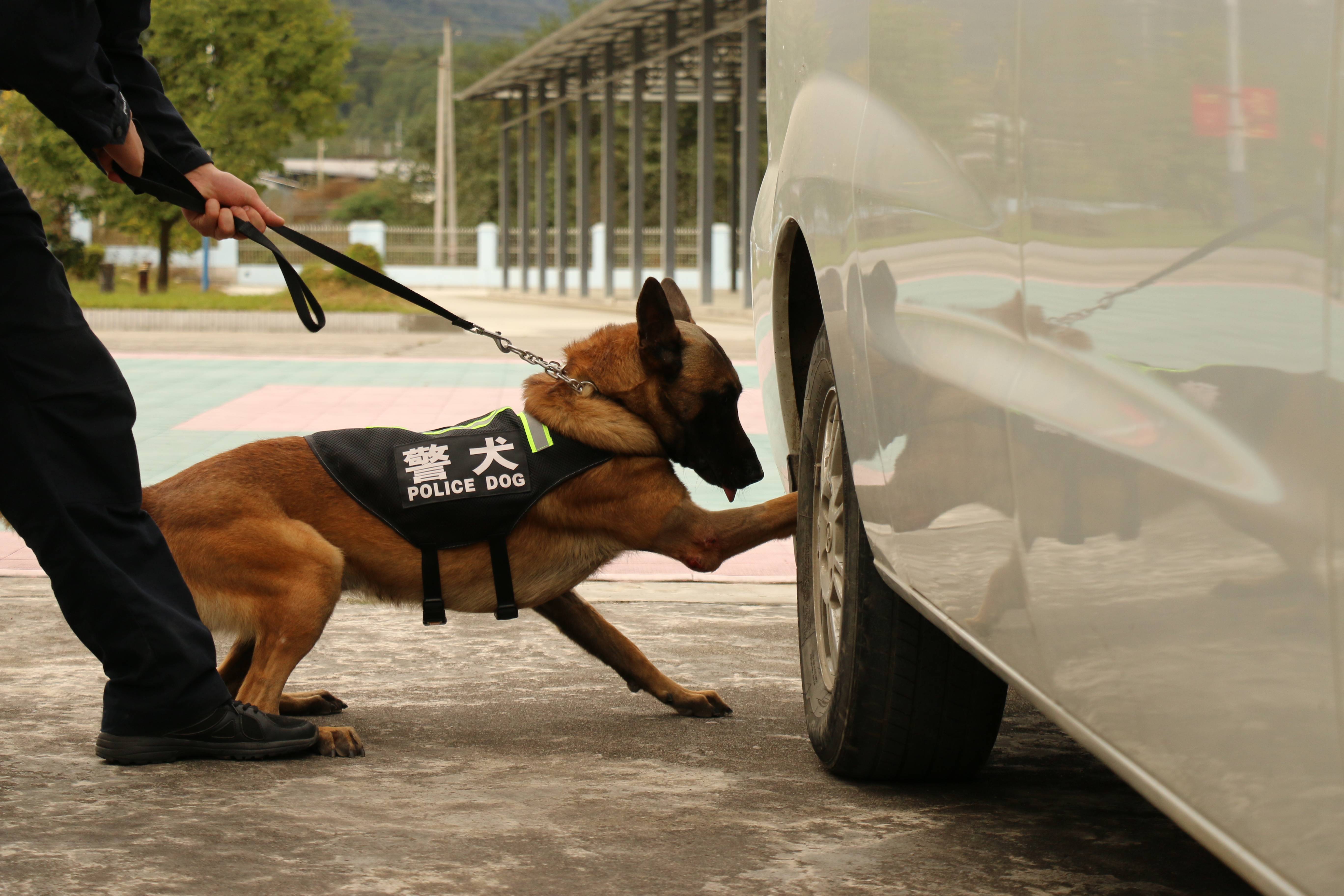 神犬奇兵白鹰图片