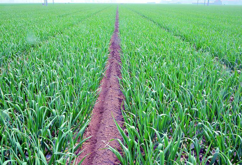 对于黄淮主种大蒜的地区,今年大蒜种植必定晚种了,对于今年种植晚的