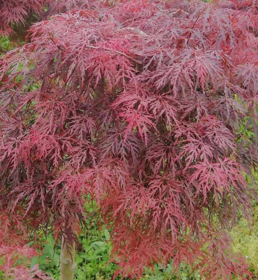 來自日本的珍稀園林觀賞楓樹植物非試管高效快繁羽毛楓