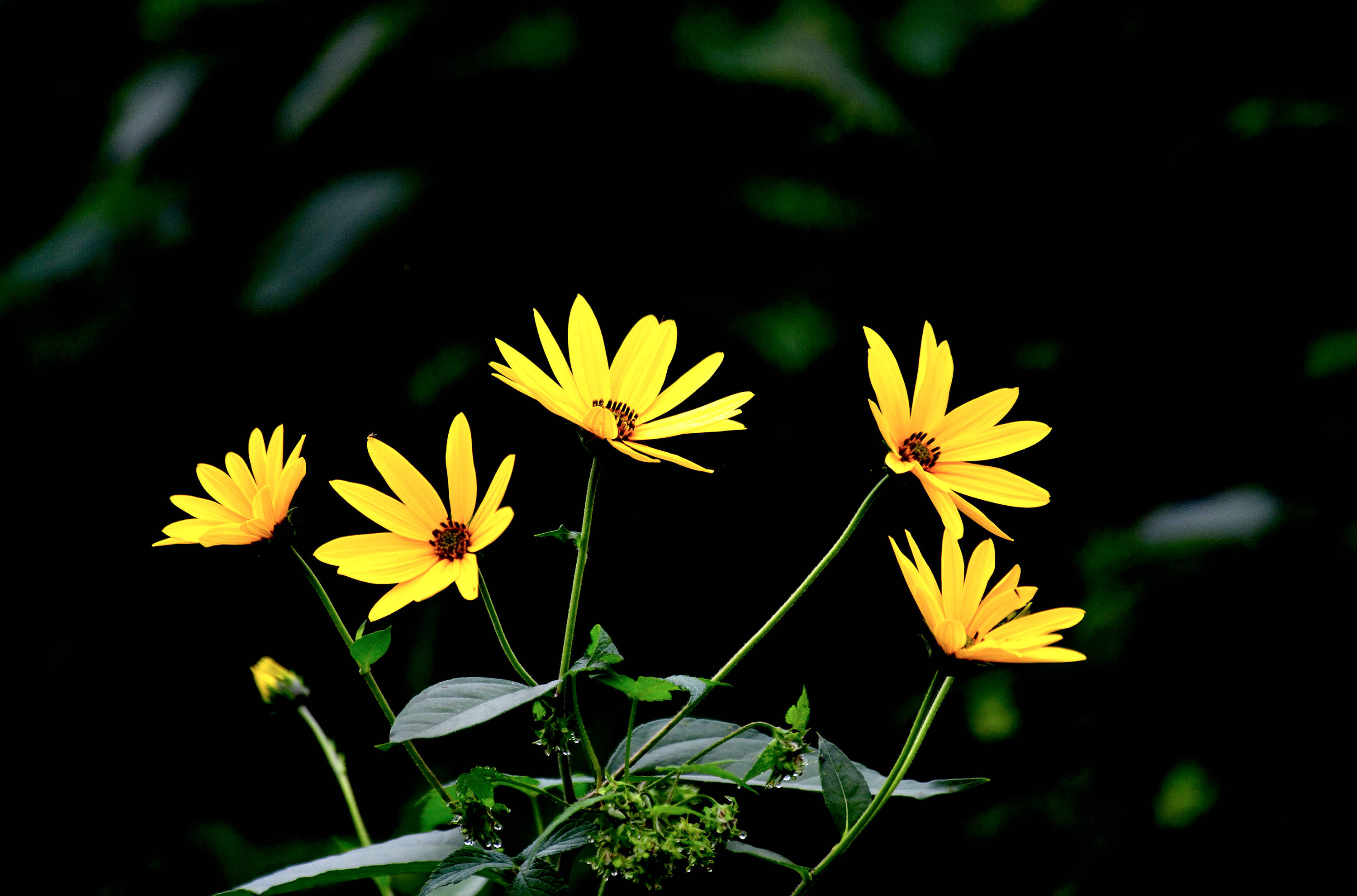 菊科向日葵属植物菊芋 菊科秋英属植物秋英 保护 全网搜