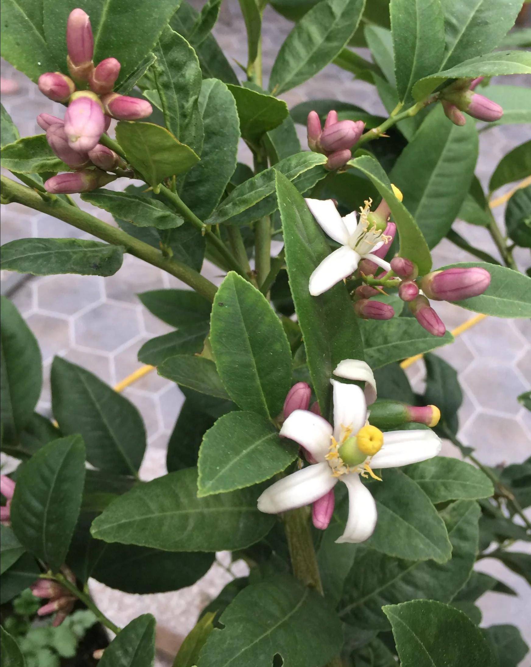 可观可食四季都能开花结果的台湾香水柠檬 植物非试管高效快繁 繁殖
