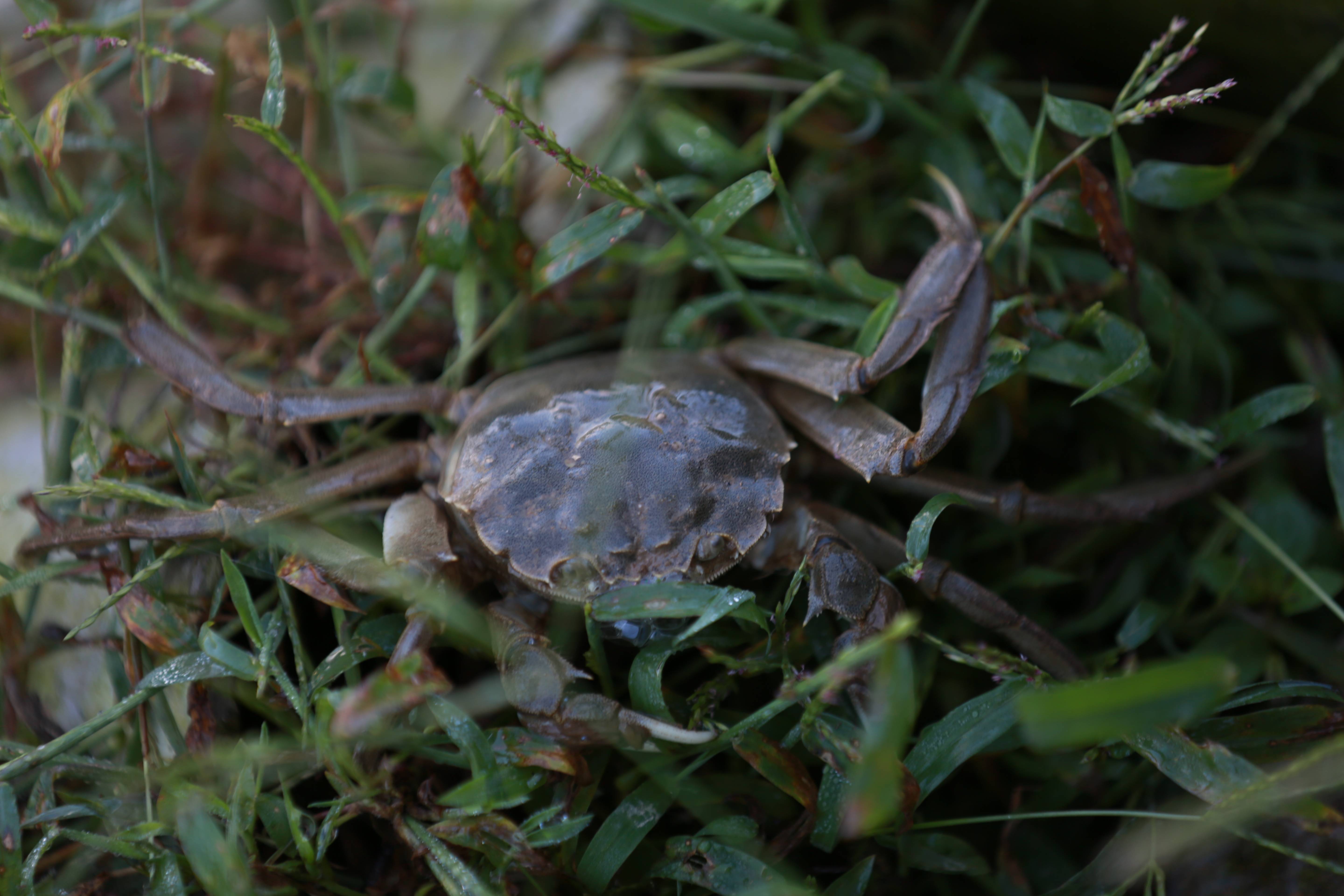 龙陵镇安大龙蟹蹚出致富新路子