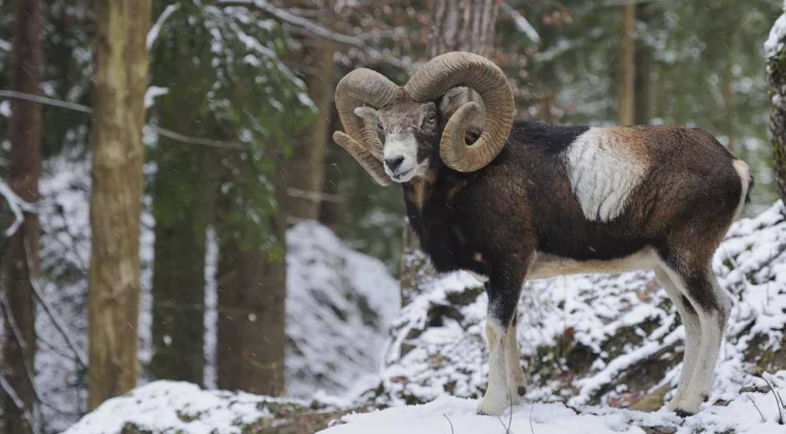 原创绵羊的历史和驯化